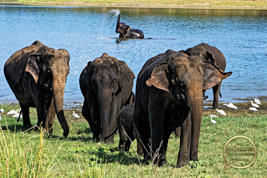 Sri Lanka Aggressor Lodge,Elefanten